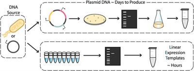 Effective Use of Linear DNA in Cell-Free Expression Systems